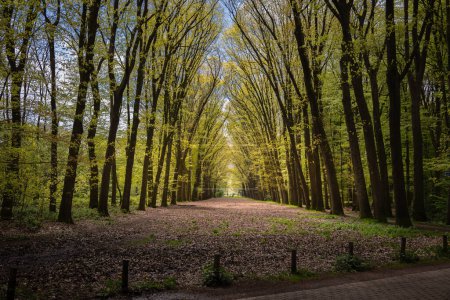 Spaziergang im Wald über das so genannte Pieterpad im Frühling mit den frischen Blättern der Buchen, Provinz Gelderland, Niederlande