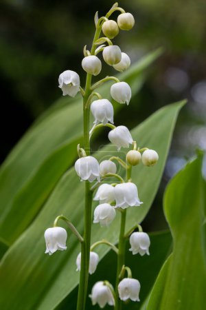 Weiße glockenähnliche Blüten im Wald, die Maiglöckchen oder auch Convallaria majalis genannt werden, Niederlande