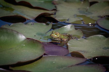 Close up of a European green frog resting on the green lily leaves of the pond