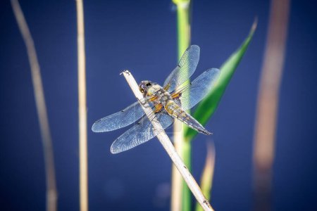 The four-spotted dragonfly is a common dragonfly in Europe with translucent mesh wings and a yellow-brown colored body