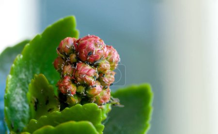 Photo for Different pests on the buds of a succulent plant. - Royalty Free Image