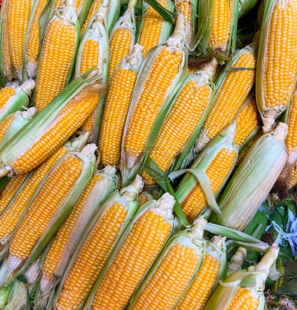 Foto de Pila de mazorcas de maíz frescas orgánicas y amarillas con hojas verdes vendidas en el mercado - Imagen libre de derechos