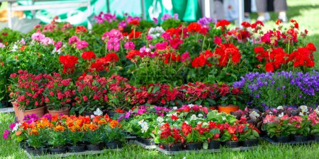 Foto de Expositor de plantas de primavera y flores en césped verde. - Imagen libre de derechos