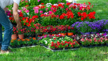 Photo for Display of spring plants and flowers on green lawn. - Royalty Free Image