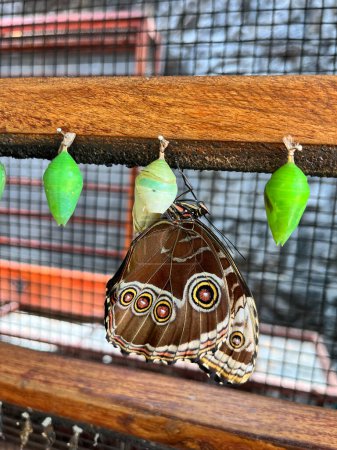 Foto de Crisálida de mariposas en una sucursal en la granja de mariposas en el jardín botánico en Costa Rica.. - Imagen libre de derechos
