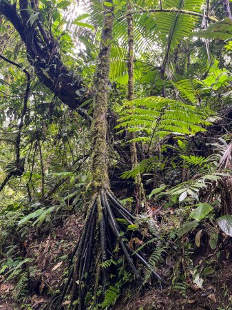 Téléchargez les photos : Forêt nuageuse de Reserva Biologica Bosque Nuboso Monteverde, Costa Rica - en image libre de droit