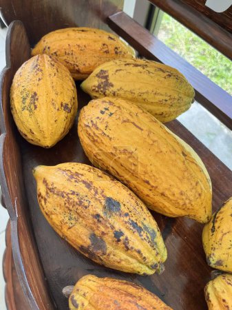 Foto de Frutas maduras de cacao. Los granos de cacao se extraen de ellos y luego se tuestan. - Imagen libre de derechos
