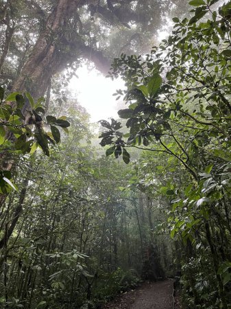 Téléchargez les photos : Forêt nuageuse de Reserva Biologica Bosque Nuboso Monteverde, Costa Rica - en image libre de droit