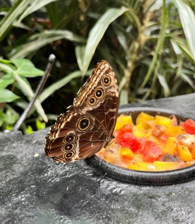Foto de Hermosa mariposa tropical marrón, Morpho Menelaus Didius, comiendo frutas en el Jardín Botánico en Costa Rica. - Imagen libre de derechos