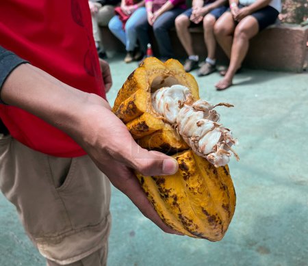 Foto de Fruta madura del cacao. Los granos de cacao se extraen de ellos y luego se tuestan. - Imagen libre de derechos