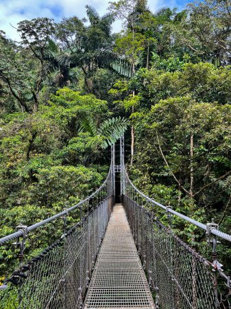 Téléchargez les photos : Réserve forestière Monteverde Cloud, suspendu, pont suspendu, vue sur la cime des arbres, Costa Rica. - en image libre de droit