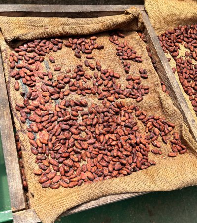 Téléchargez les photos : Fèves de cacao rôties prêtes pour la fabrication du chocolat, Costa Rica. - en image libre de droit