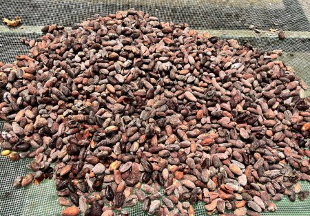 Foto de Frijoles de cacao tostados listos para hacer chocolate, Costa Rica. - Imagen libre de derechos
