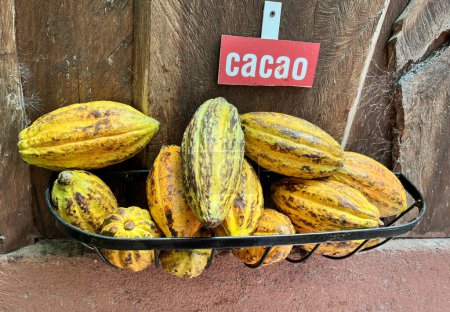 Photo for Ripe cocoa fruits. The cocoa beans are extracted from them and then toasted. - Royalty Free Image