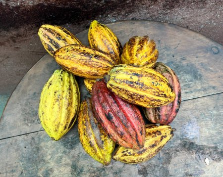 Téléchargez les photos : Fruits de cacao mûrs. Les fèves de cacao en sont extraites puis grillées. - en image libre de droit