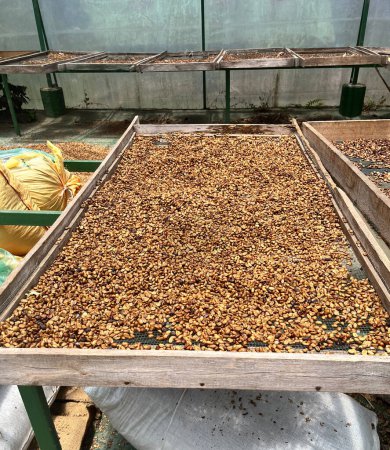 Foto de Granos de café recién secos en una granja en América Latina, listos para ser asados - Imagen libre de derechos