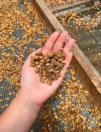 Photo for Farmer checking natural or dried in the coffee Process - Royalty Free Image