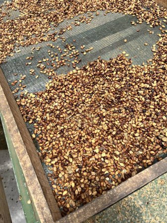 Photo for Fresh dried coffee beans on a farm in latin america, ready to get roasted - Royalty Free Image