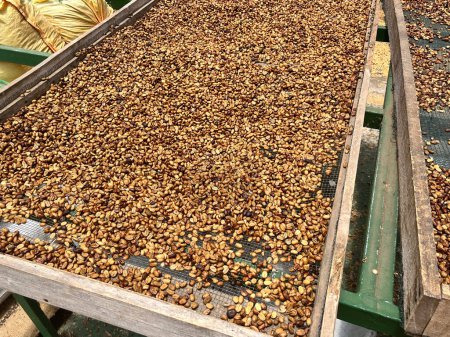 Téléchargez les photos : Grains de café frais séchés dans une ferme en Amérique latine, prêts à être torréfiés - en image libre de droit