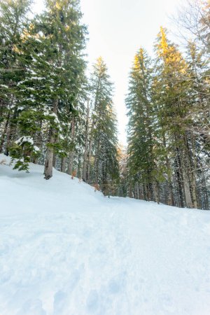 Photo for Snowy mountain path with snow covered trees - Royalty Free Image