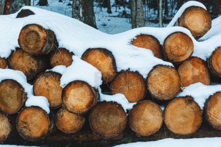 Photo for Logs of wood cut and stacked in the mountains under the snow. - Royalty Free Image