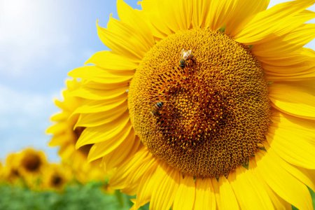 Photo for Detail of a sunflower in full spring bloom with bees collecting nectar. - Royalty Free Image