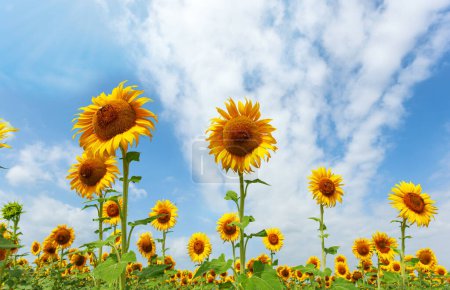 Photo for Field of sunflowers in full spring bloom with bee pollination. - Royalty Free Image
