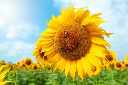 Téléchargez les photos : Détail d'un tournesol en pleine floraison printanière avec des abeilles collectant le nectar. - en image libre de droit