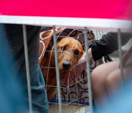 Caged dog being petted by a person. The look is sad and would like to be adopted.