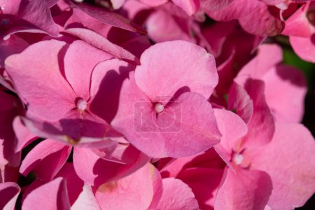 Foto de Detalle de flores de hortensias rosadas, Hydrangea macrophylla. - Imagen libre de derechos