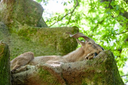 Markhor, falconeri goat, resting on a rock.