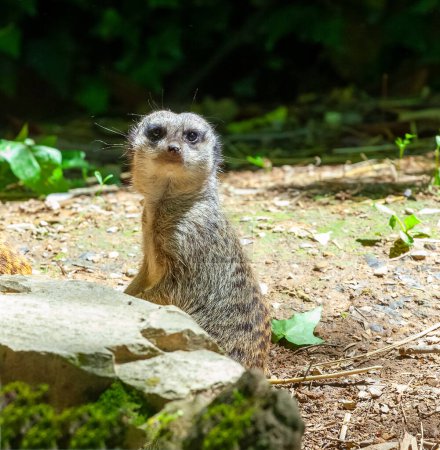 Photo for Vigilant meerkat stands upright, alert and watchful, amidst its natural habitat, showcasing its instinctive behavior to protect its pack - Royalty Free Image