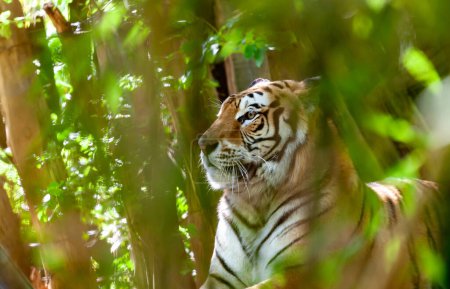 Téléchargez les photos : Majestueux tigre du Bengale au regard concentré, partiellement dissimulé par un feuillage vert luxuriant dans un cadre forestier, capturé de la vue latérale - en image libre de droit