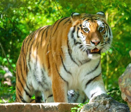 Auffälliger sibirischer Tiger, der mit intensivem Blick in einem sattgrünen Wald streift und natürliche Schönheit und Wildtierpracht zeigt