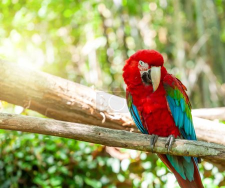 Photo for Gorgeous scarlet macaw with vibrant feathers perches on a wooden branch in the midst of a lush forest, capturing the essence of wildlife and natural beauty - Royalty Free Image