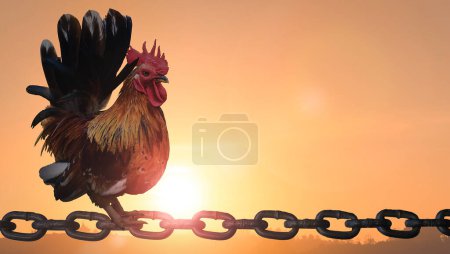 Silhouette rooster standing on chains on blurred beautiful sunrise sky with sunlight background