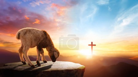 Photo for A lost sheep on cross sunset background. - Royalty Free Image
