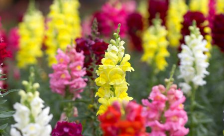 Foto de Antirrhinum majus en la flor del jardín - Imagen libre de derechos