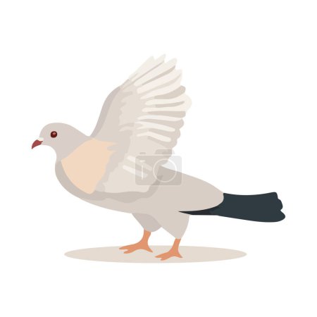 Illustration for Pigeon bird isolated on white background. Cartoon style. Vector illustration - Royalty Free Image