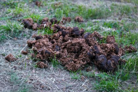 A pile of horse poop is fertilizing the ground in a field, enhancing the growth of grass and other terrestrial plants in the landscape