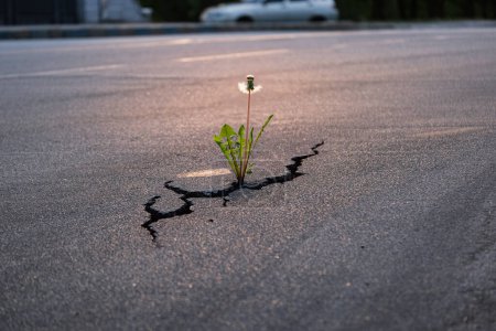 Close-up of a dandelion growing through a crack in an asphalt road, illuminated by the warm glow of sunset, symbolizing resilience and natures persistence