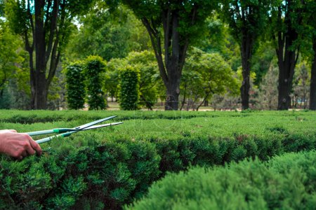Un jardinero recorta un seto de enebro en un exuberante parque usando tijeras de jardín. El follaje verde contrasta con las ramas marrones, destacando la importancia del mantenimiento y cuidado regular de las plantas 