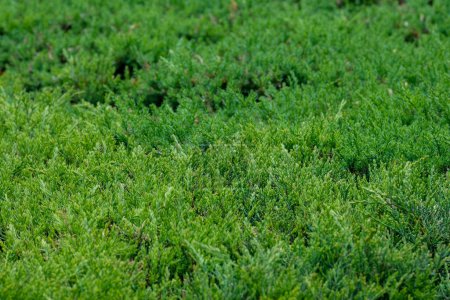 Vue rapprochée d'arbustes verts denses dans un jardin. Le feuillage luxuriant crée une texture riche et naturelle, soulignant la croissance dynamique et saine des plantes.
