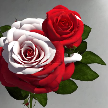 Photo for A high quality red and white rose with green leaves, stunning looks - Royalty Free Image