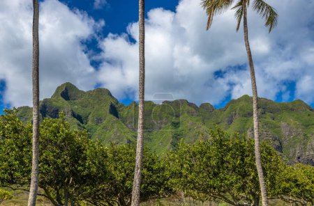 Exposition faite dans le parc régional de Kualoa, où vous pouvez voir l'île de Mokolii, plus largement appelé chapeau de l'île Chinamans, situé dans l'île d'Oahu, Hawaï, très proche de Kuala Ranch connu comme l'endroit où Jurassic Park a été filmé.