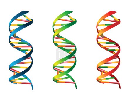 Illustration for DNA icon. Dna symbol. 3D DNA helix symbol. Gene icon. Vector illustration on white background. Isolated image. - Royalty Free Image