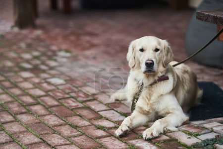 Téléchargez les photos : Golden Labrador Retriever avec un collier assis dans la rue. Gros plan - en image libre de droit