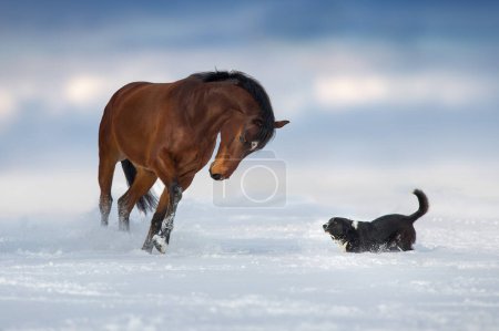 Photo for Bay horse play with dog in snow winter field - Royalty Free Image