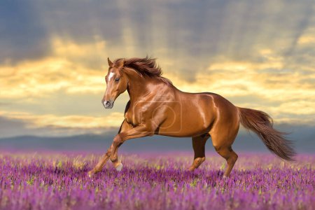 Horse free run in purple salvia flowers agaist sunset sky
