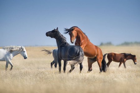 Photo for Wild mustang free on yellow summer field - Royalty Free Image